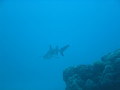 Cairns1