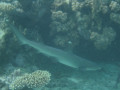 Cairns11