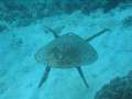 Cairns117