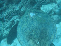 Cairns118