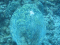 Cairns119