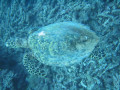 Cairns120