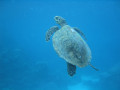 Cairns121