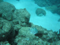 Cairns15
