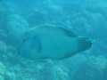Cairns18