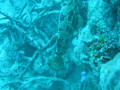 Cairns2