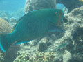 Cairns21