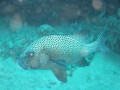 Cairns25