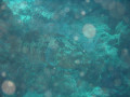 Cairns28