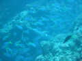 Cairns29