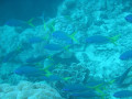 Cairns30