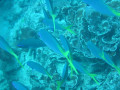 Cairns31