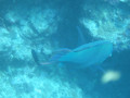 Cairns37