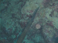 Cairns41