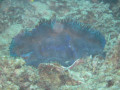 Cairns42