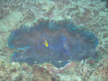 Cairns43