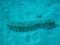Cairns44