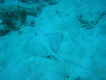 Cairns45