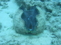 Cairns46