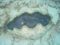 Cairns47