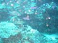 Cairns50