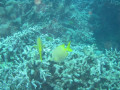 Cairns51