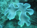 Cairns52