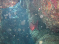 Cairns53
