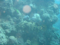Cairns55