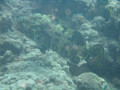 Cairns56