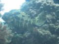 Cairns57