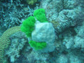 Cairns62