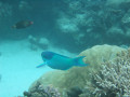 Cairns7