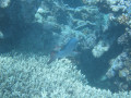 Cairns71