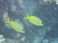 Cairns73