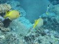 Cairns74
