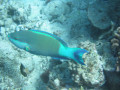 Cairns75