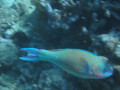 Cairns76