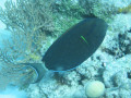 Cairns78