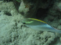 Cairns8