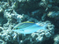Cairns81