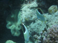 Cairns82