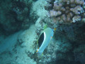 Cairns83