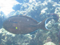 Cairns84