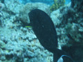 Cairns85