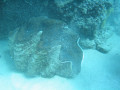 Cairns86
