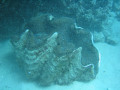 Cairns87