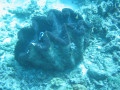 Cairns89