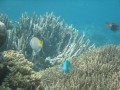 Cairns9