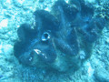 Cairns90